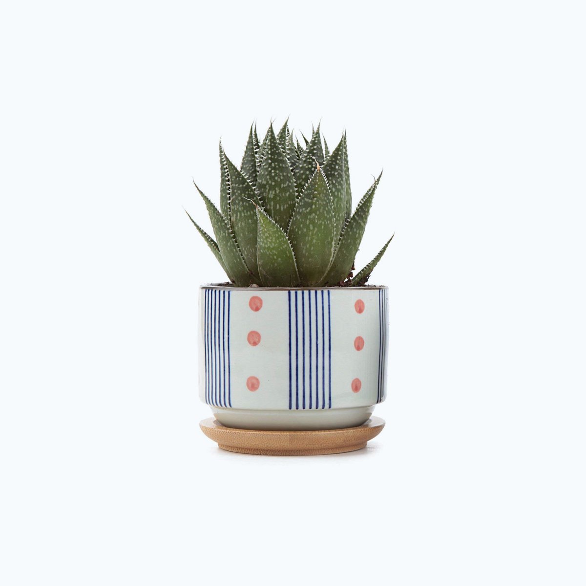 Ceramic Japanese Succulent Pot